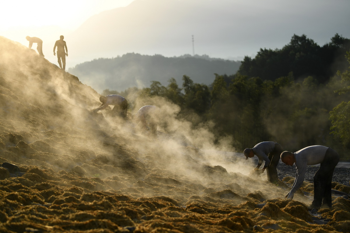 5月12日清晨，安徽省泾县宣纸厂工人在山坡上摊晒宣纸制作原料——稻草、檀皮。