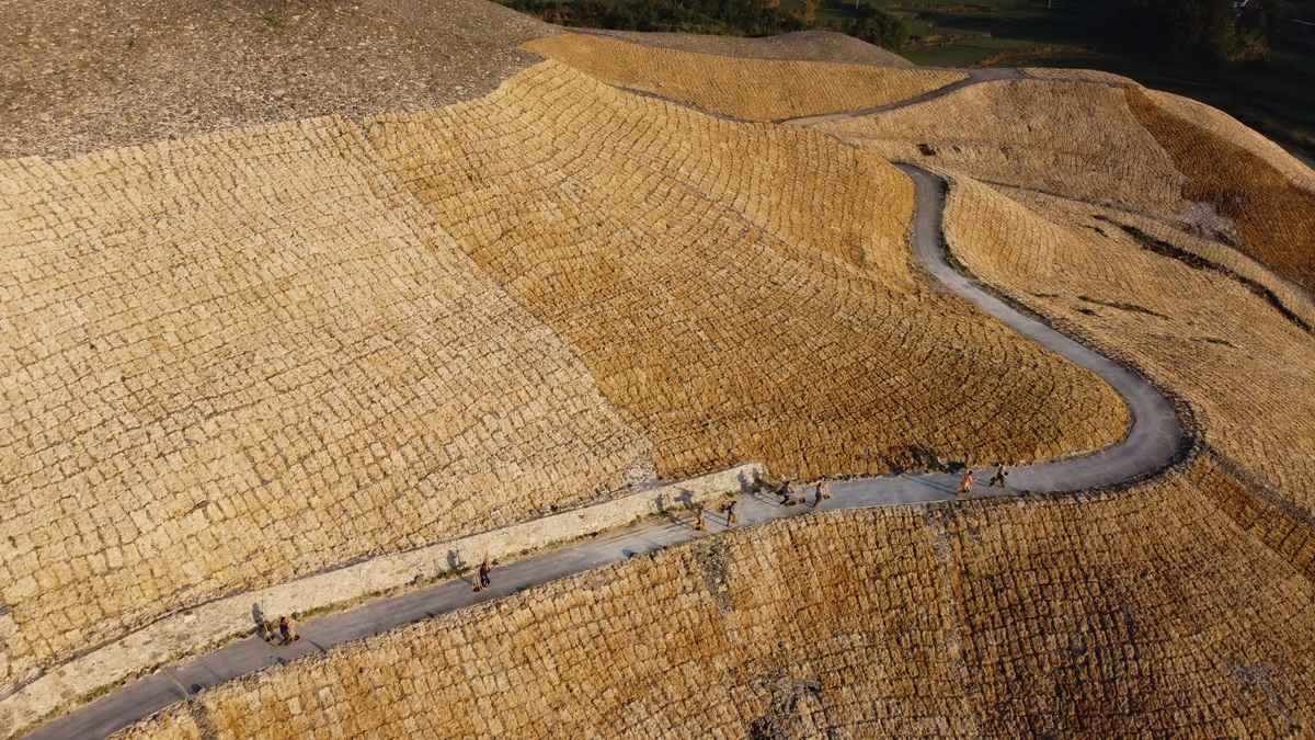 这是5月12日拍摄的安徽省泾县宣纸厂工人在山坡上摊晒的宣纸制作原料——稻草、檀皮。（无人机照片）。