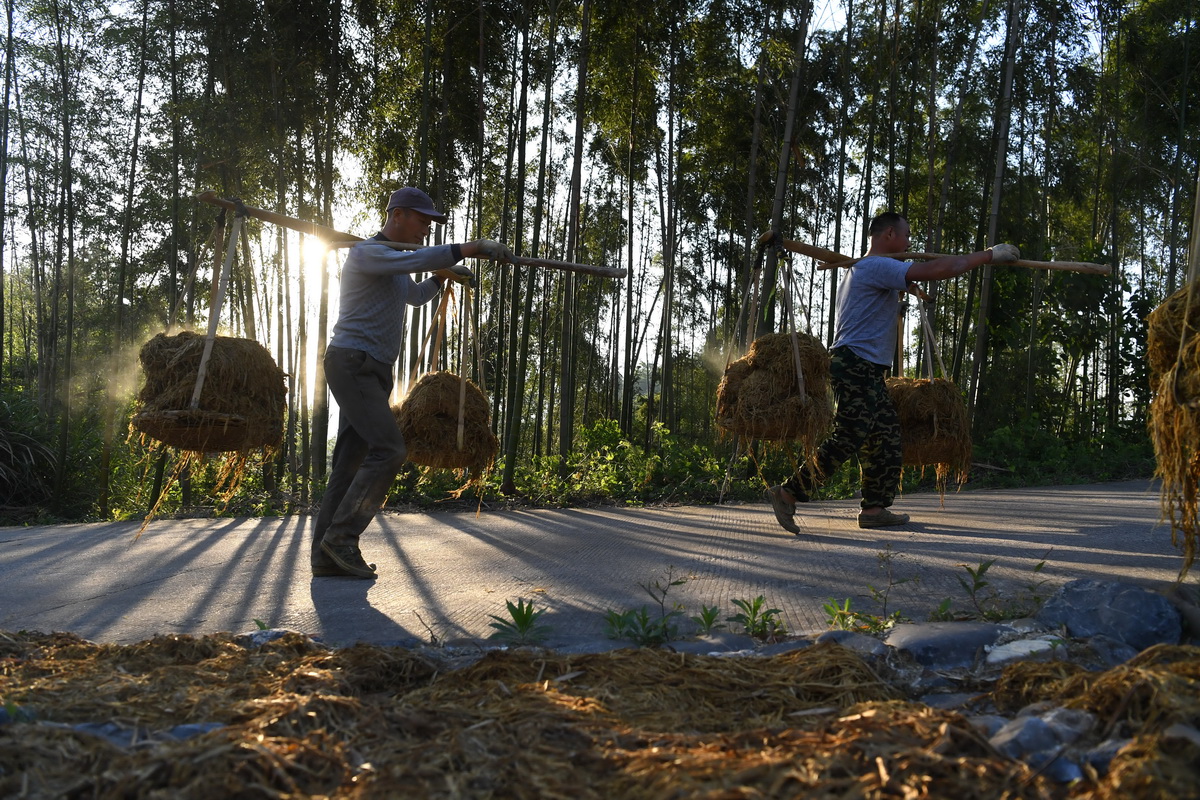 5月12日清晨，安徽省泾县宣纸厂工人肩挑宣纸制作原料——稻草、檀皮，运往山坡准备摊晒。